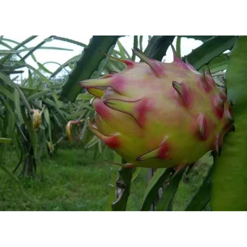 กิ่งพันธุ์แก้วมังกรเรนโบว์