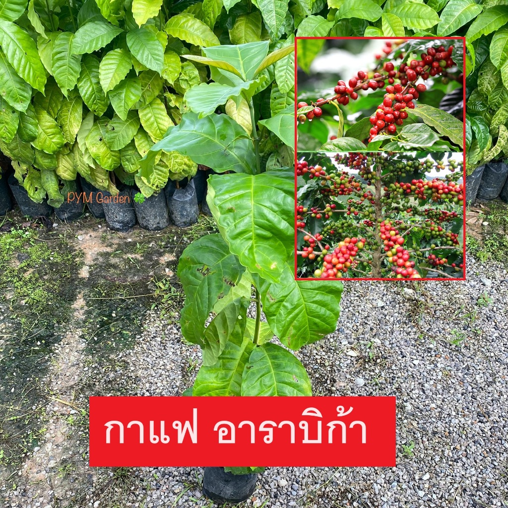 ต้นกาแฟ พันธุ์กาแฟอาราบีก้า Arabica เพาะเมล็ด(รับประกัน ส่งใหม่ฟรี หากสินค้าเเสียหาย!!)
