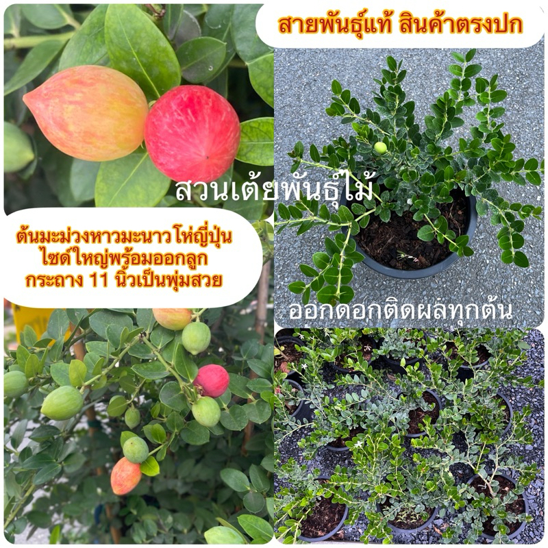 ต้นมะม่วงหาวมะนาวโห่ญี่ปุ่น ไซด์ใหญ่พร้อมออกลูก กระถาง 11 นิ้วเป็นพุ่มสวย