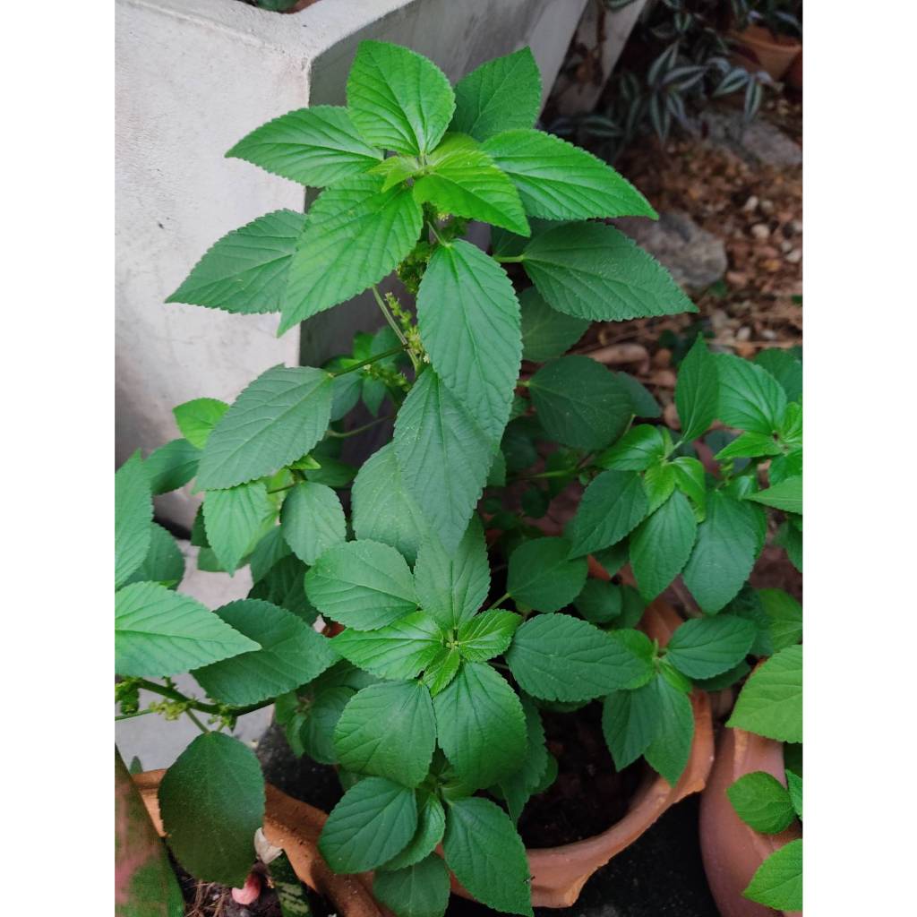 ต้นพันธุ์ตำแยแมว ถุงดำ 29บาท พร้อมปลูก สำหรับน้องแมว - รูปที่ 7