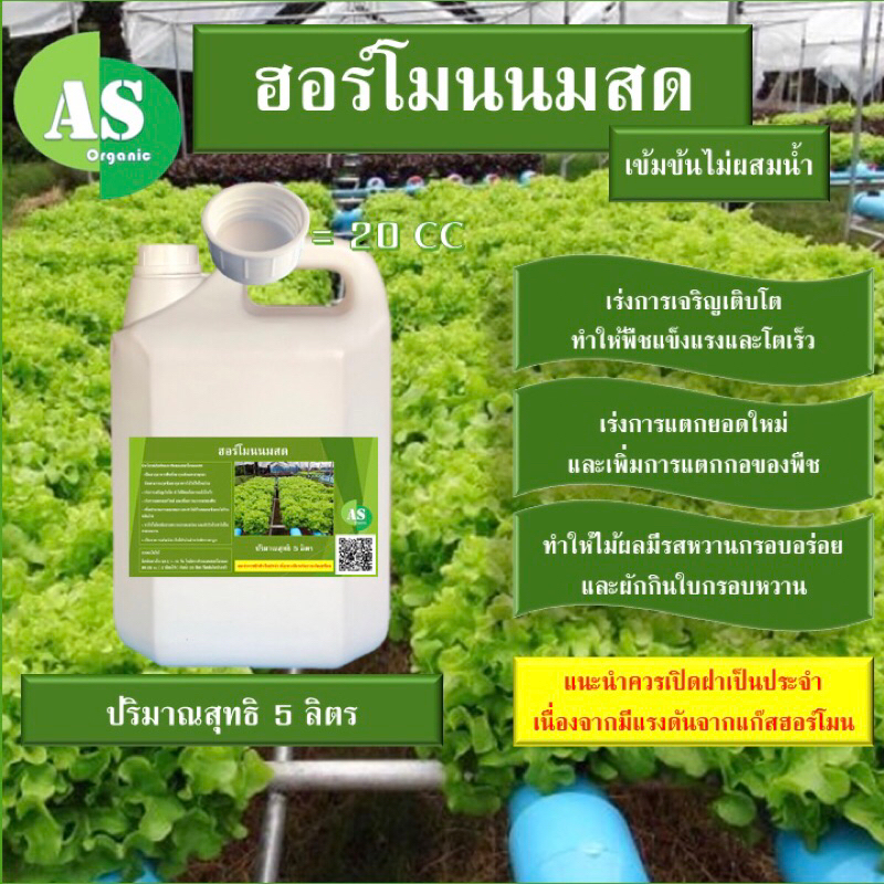 ฮอร์โมนนมสด บรรจุ 5 ลิตร ช่วยให้ผักมีรสชาติหวาน กรอบ อร่อยยิ่งขึ้น