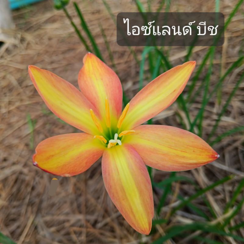 บัวดินZ.ไอซฺแลนด์บีซ