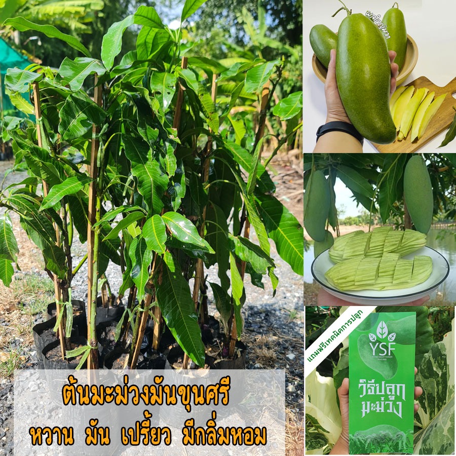 ต้นมะม่วงมันขุนศรี ขนาด 65-100 ซม. เนื้อ กรอบ มัน เปรี้ยว หวาน ทานได้ทั้ง ดิบและสุก