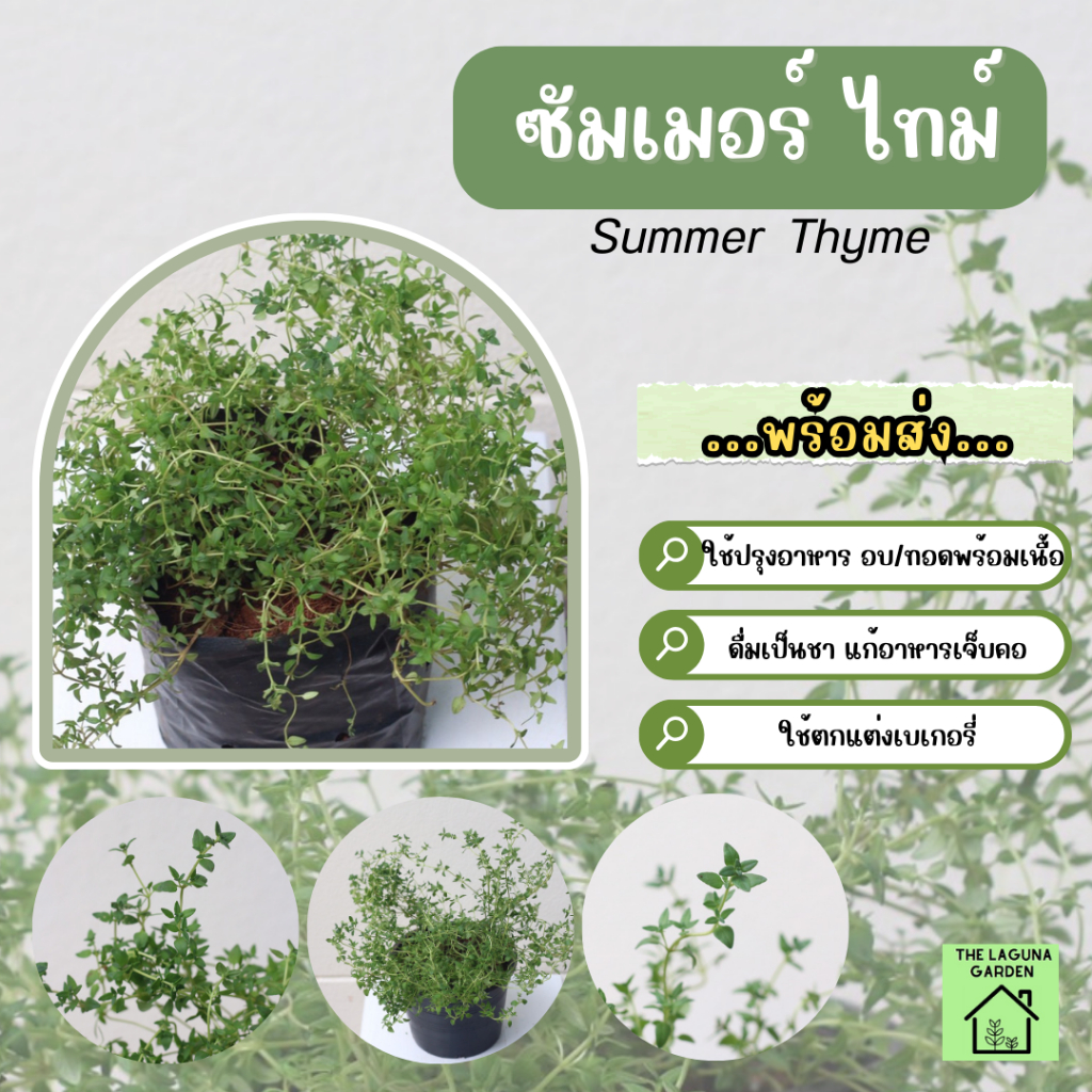 ไทม์/ซัมเมอร์ ไทม์ /Summer Thyme (ไม่มีขั้นต่ำการสั่งซื้อ) ถูกที่สุดในShopee! ค่าส่งเริ่มต้นที่ 35 บาท!