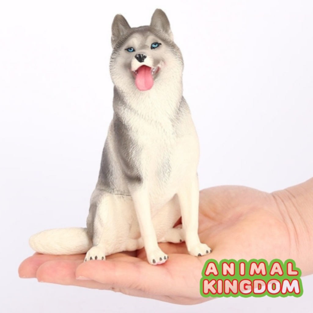 Animal Kingdom โมเดลสัตว์ Dog สุนัข หมา ไซบีเรียนฮัสกี นั่ง เทา ขนาด 14.40 CM (จากหาดใหญ่)