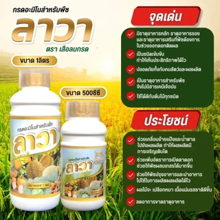 ปุ๋ยน้ำ ลาวา 1 ลิตร เข้มข้น เร่งโต เร่งผลผลิต สำหรับสวนมืออาชีพ ไม้ผลและทุเรียน พืช อ้อย