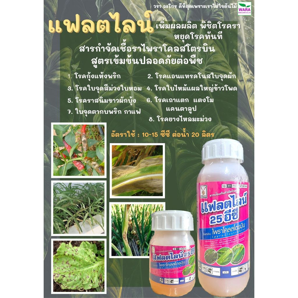 โรคกุ้งแห้ง หอมเลื้อย ใบจุด แอนแทรคโนส ใบติดเถาแตก ลำต้นแตก ใบเน่าคื่นฉ่าย หยุดโรคทันทีไพราโคลสโตรบิน25 แฟลตไลน์