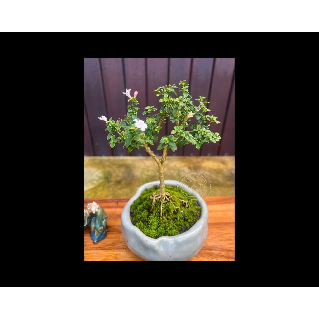 ข้าวตอกพระร่วงใบขอบขาว 🌸 [ Serissa foetida variegated.] บอนไซจิ๋ว ซากุระแคระ - รูปที่ 4