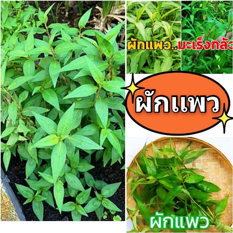 ผักเเพว ผักพื้นบ้าน ฆ่าเชื้อมะเร็ง ต้นเเข็งเเรง พร้อมปลูกผักสวนครัวสมุนไพร ที่ควรปลูกทุกบ้าน