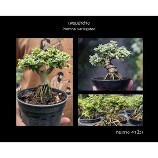 เพรมน่าด่าง 🌱ทรงซูโม่ Premna variegated บอนไซ bonsai mini bo…