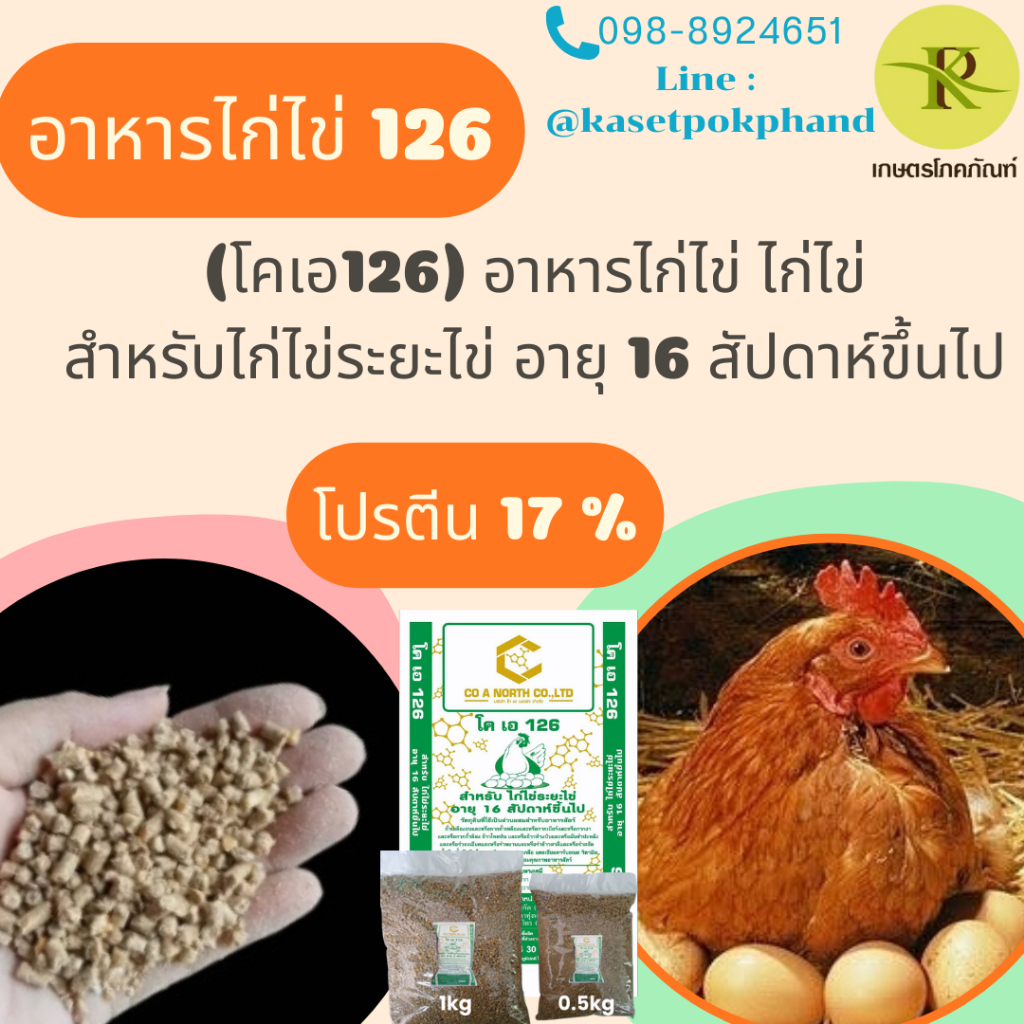 อาหารไก่ไข่126 (โคเอ126) อาหารไก่ไข่ ไก่ไข่ สำหรับไก่ไข่ระยะระยะไข่ อายุ 16 สัปดาห์ขึ้นไป ไก่แจ้