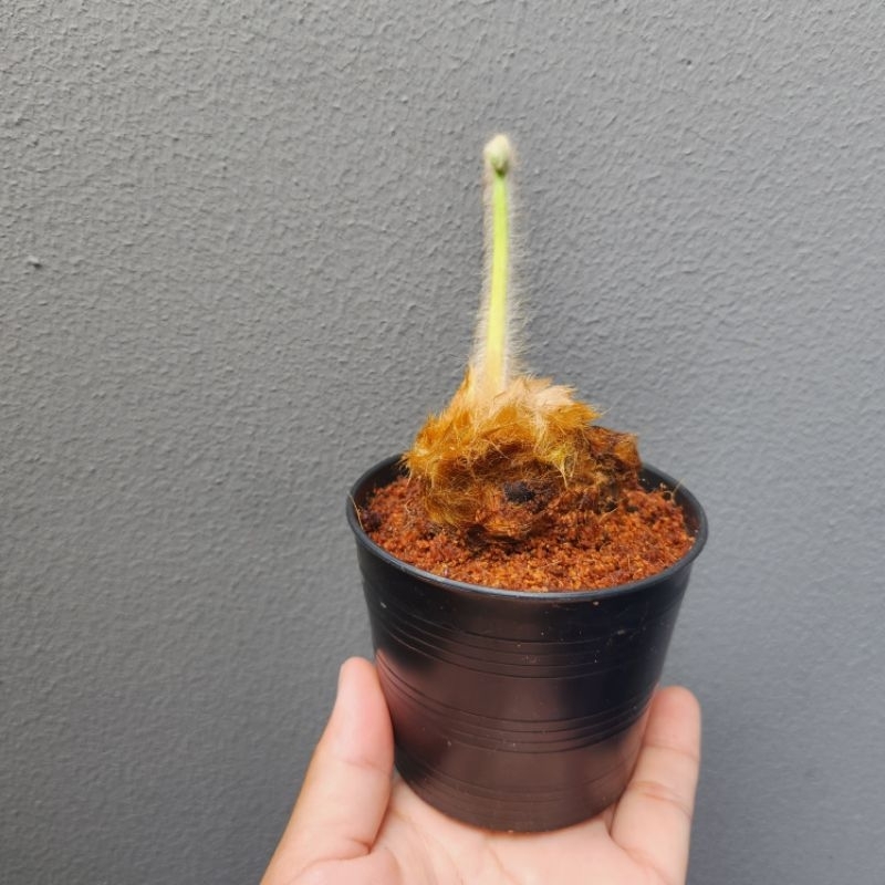 🪴ต้นโชคเก้าชั้น Anthurium 'Renaissance' ต้นไม้มงคล เสริมโชคลาภ   (จัดส่งพร้อมกระถาง)