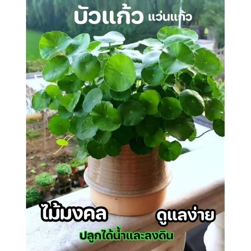 บัวแก้ว แว่นแก้ว ไม้มงคล ฟอกอากาศ เลี้ยงง่าย