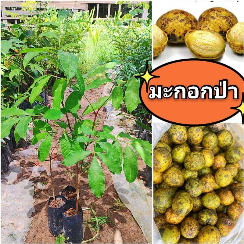 ต้นมะกอกป่า,มะกอกใส่ส้มตำ,มะกอกใส่น้ำพริก,ผลไม้ป่าหายากใกล้สูญพันธุ์ ต้นพันธุ์เเข็งเเรงพร้อมปลูก เสียหายยินดีเคลมฟรี