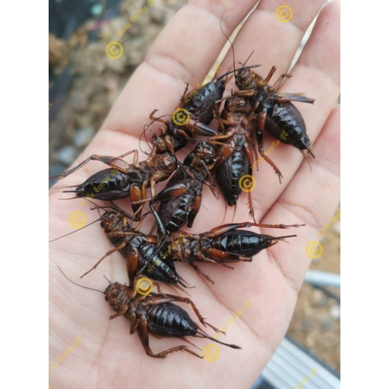 จิ้งหรีดไช่ แช่แข็ง​ จัดส่งด้วยกล่องโฟมเก็บความเย็น บรรจุ​ 1​ ก.ก.​ สดใหม่​ เพาะเลี้ยงเองส่งตรงจากฟาร์ม​
