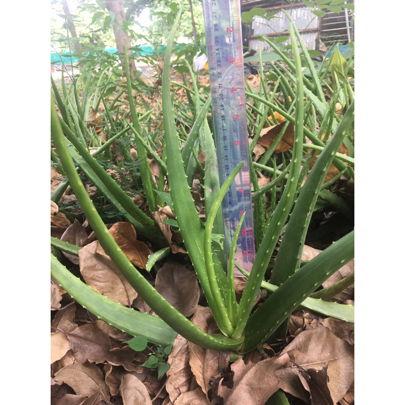 Aloe vera ว่านหางจระเข้ บาร์บาเดนซิส สูง 20-30 เซนติเมตร