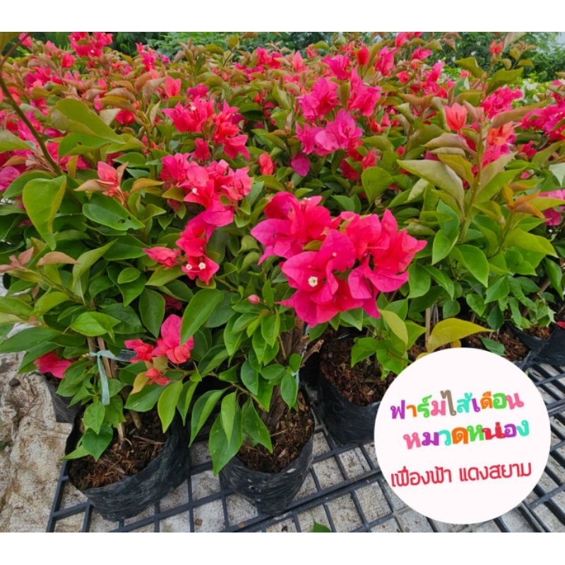 เฟื่องฟ้า ดอกสีสวย แข็งแรง ทนแดดฝน ส่งแบบห่อราก
