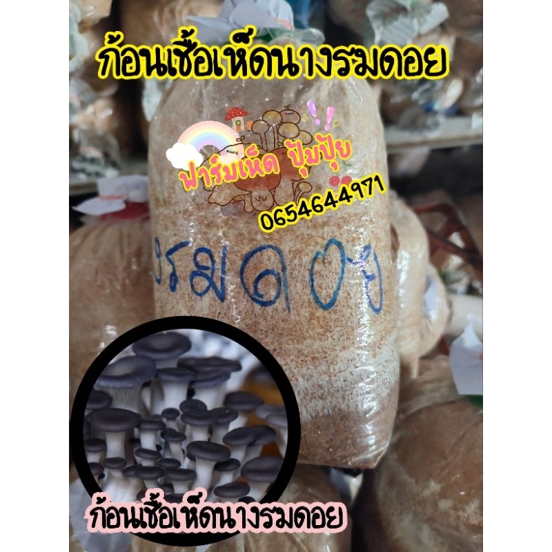 ก้อนเชื้อเห็ดนางรมดอย ชุด3 ก้อน 80บาท