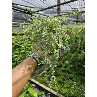 ต้นหัวใจล้านดวงด่าง กระถางสี 3