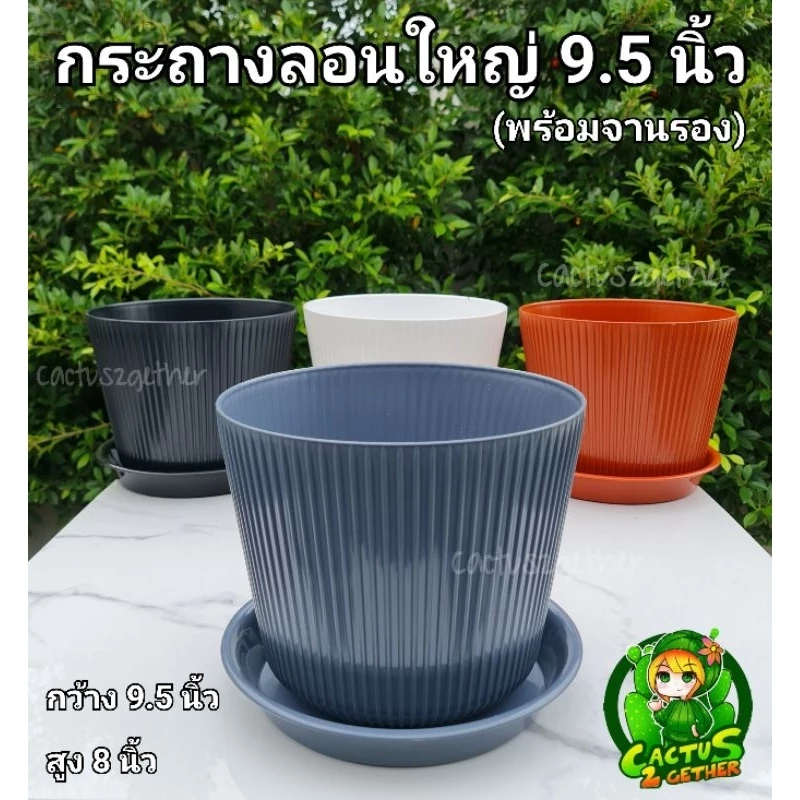 กระถางลายลอนขนาดใหญ่ขนาด12"/10"(พร้อมจานรอง)