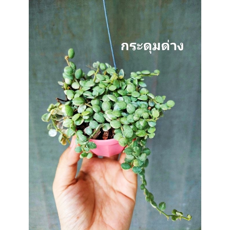 ต้นกระดุมด่าง พร้อมลวดแขวน #ต้นไม้ #ต้นไม้มงคล #ต้นไม้ฟอกอากาศ #เคราฤาษี #กระถางต้นไม้ #ไม้แขวน #ต้นเดฟ #กระดุมด่าง