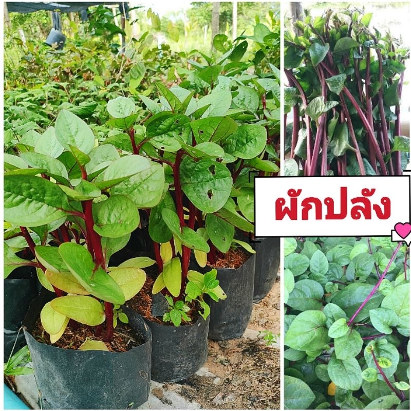 ผักปลังเเดงญี่ปุ่น พันธุ์ใบใหญ่ ยอดอวบใหญ่ ผักสวนครัวมากคุณประโยชน์ ต้นพันธุ์เเข็งเเรงพร้อมปลูก เสียหายยินดีเคลมฟรี