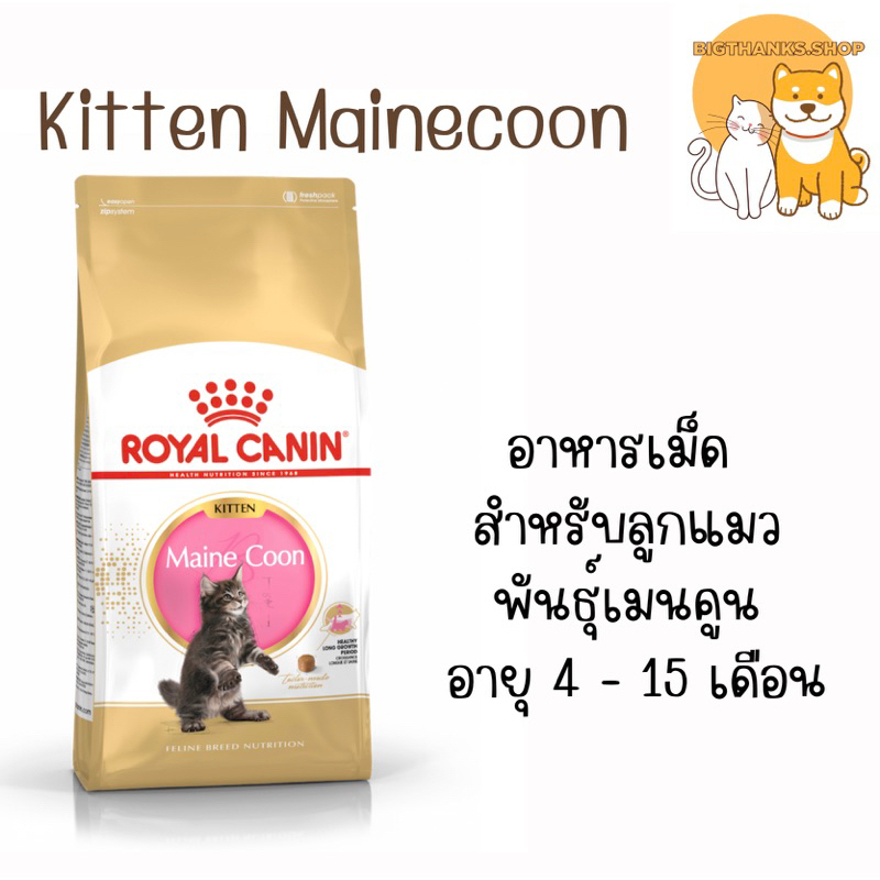 Royal Canin Kitten Maine Coon 10 kg. Exp.11/2025 อาหารแมวแบบเม็ด สำหรับลูกแมวเมนคูน