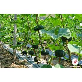 ต้นกล้าฟักทองญี่ปุ่น สามารถรับประทานได้ เนี้อแน่นและเหนียว  กล้าละ 12 บาท ซื้อ 10 แถม 2