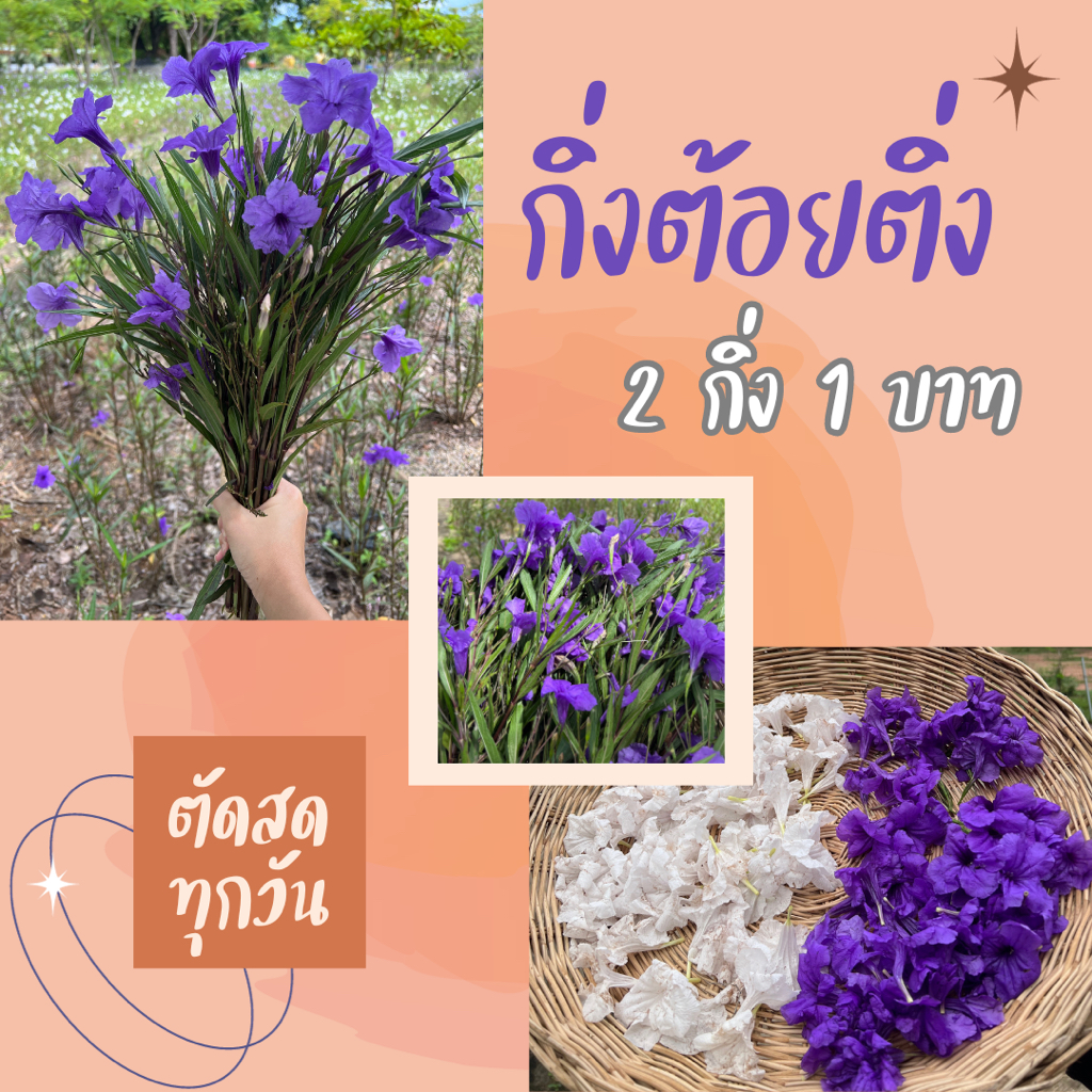 กิ่งต้อยติ่งฝรั่ง ตัดสด 2 กิ่ง 1 บาท (ขั้นต่ำ 20 บาท)