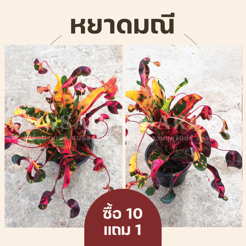 ต้นโกสนพันธุ์ หยาดมณี ไซส์สูง 15-20 เซนติเมตร ซื้อ 10 แถม 1 (จัดส่งแบบถอดกระถาง+รับประกันสินค้า)