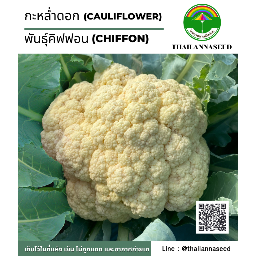 เมล็ดพันธุ์ผักสวนครัว กะหล่ำดอก พันธุ์คิฟฟอน ( ขนาด 1 กรัม ) รหัสสินค้า 6019