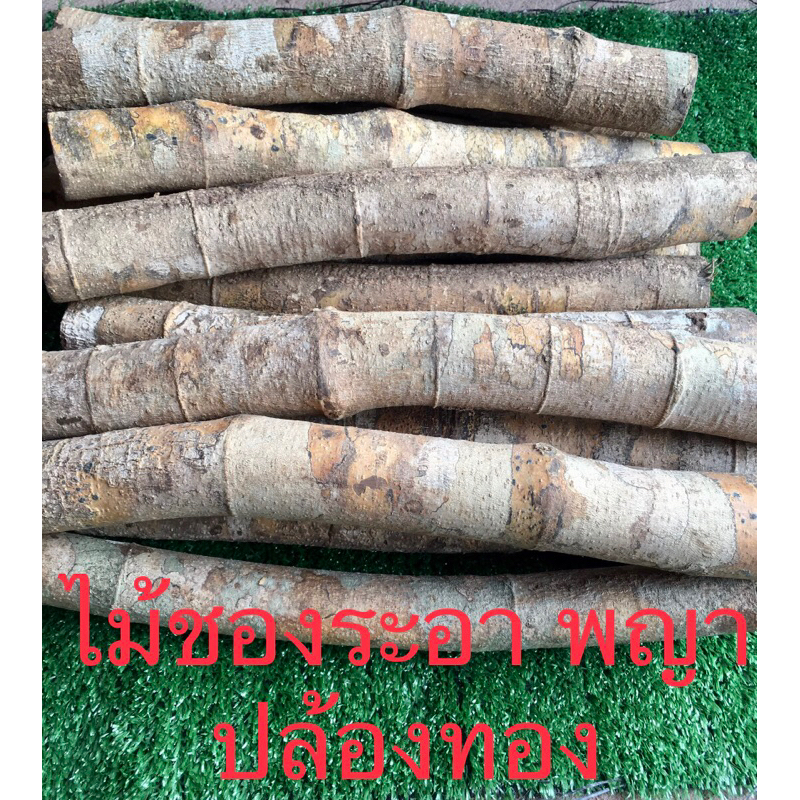 ไม้ชองระอา พญาปล้องทอง ป้องกันคุณไสย์ ของแท้จากป่า ขนาด 25-35 ชม.