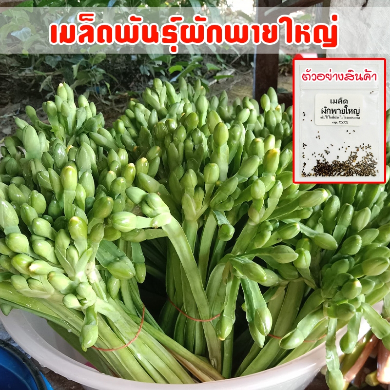 เมล็ดพันธุ์ ผักพายใหญ่ ผักก้านจอง ปลูกง่าย โตเร็ว[ซื้อ 10 แถม 1 คละได้]