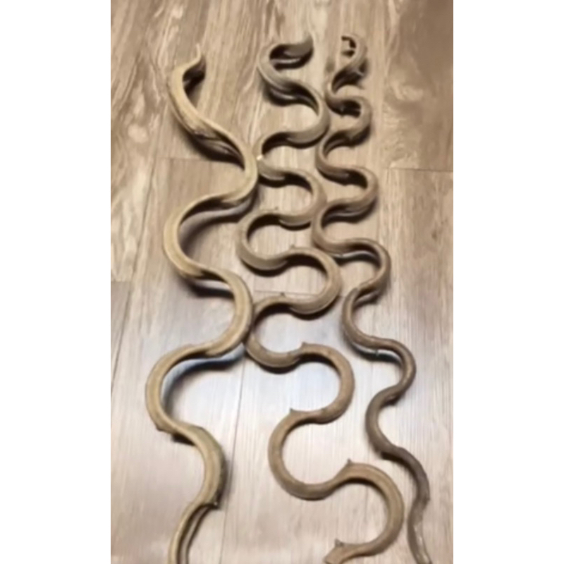 เถาวัลย์ เครือยันไดลิง ยาว 1 เมตร