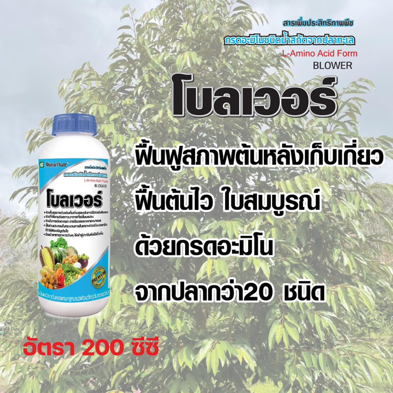 โบลเวอร์ อมิโนน้ำสูตรเข้มข้น