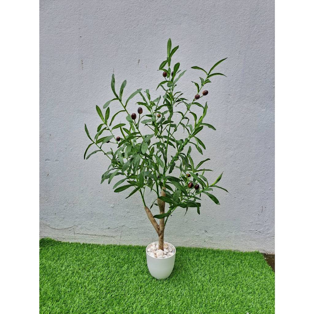 ((มาใหม่)) ต้นมะกอกป