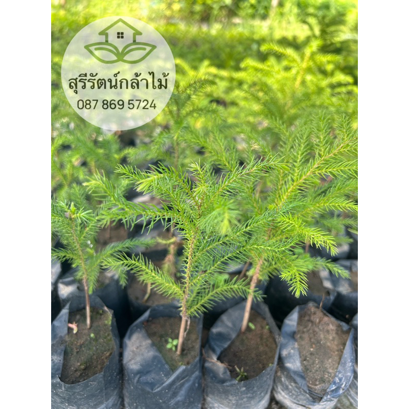 ต้นสนฉัตร ส่งพร้อมถุง สูง10ซม.ขึ้นไป
