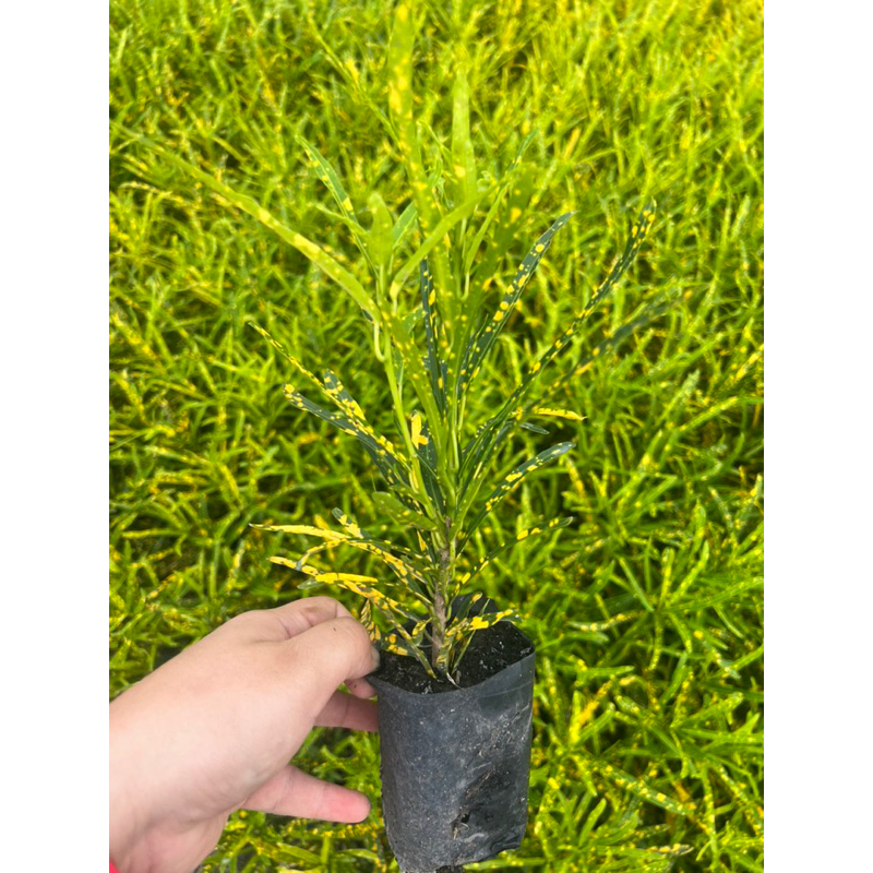 โกศลแซ่ม้า โกศล ต้นโกศล ถุง 4 นิ้วขั้นต่ำ 10 ต้น ขนาด 15-20 ซม