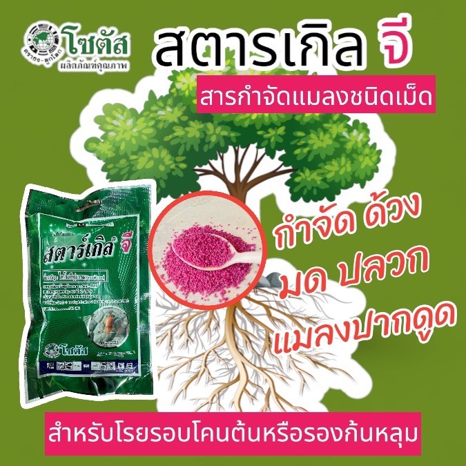 สตาร์เกิลจี ขนาด 100กรัมไดโนทีฟูแรน 1% GR. (ซองเขียว) ใช้รองก้นหลุมก่อนปลูก ยากันเพลี้ย มด และแมลง🐜 ✔️ สามารถป้องกัน,กำจ