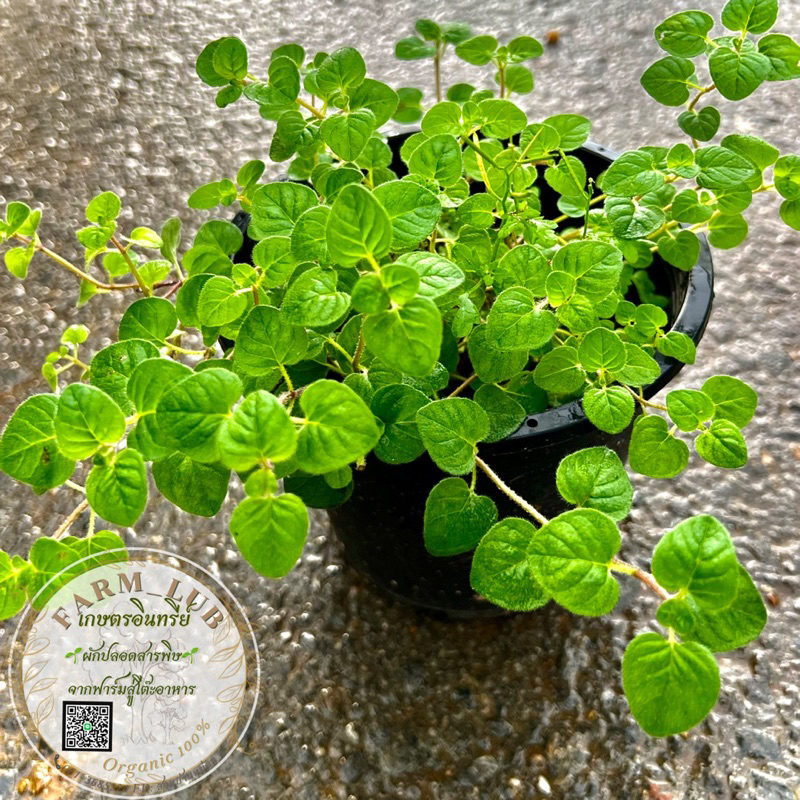 ออริกาโน่ Oregano สมุนไพรฝรั่ง ออแกนิค 100% ส่งทั้งกระถางขนาด 6นิ้ว