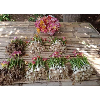 บัวดินคละสี1ชุด15หัวพันธุ์ ดอกออกมาสวยจะมีลวดลายหลากสี