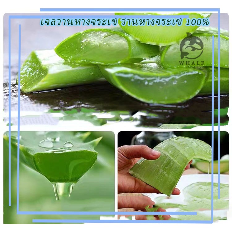 Aloe Veraเจลว่านหางจรเข้ เจลว่านหางจรเข้  วอุดมไปด้วยคุณค่าแก่