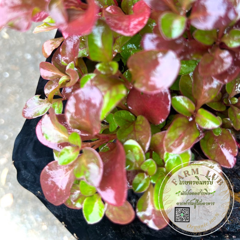 ผักวอเตอร์เครสแดง Red Watercress วอเตอร์เครสญี่ปุ่น ผักน้ำ ผักสวนครัว Organic100% - รูปที่ 4