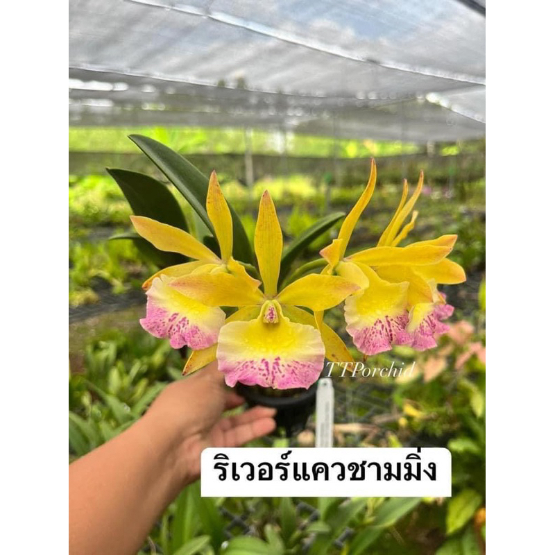กล้วยไม้ แคทลียา river Kwai chaming ดอกดก สีสดสวย