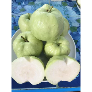 🍏ต้นฝรั่งสุ่ยมี่(สายน้ำผึ้ง)🔥ฟรี10แถม1🔥สั่งขั้นต่ำ 2 ต้น🔥