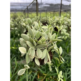 เดฟใบเขียว เดฟใบด่าง พันลูกมะพร้าวขนาด 3 นิ้ว พร้อมลวดแขวน เดป Dischidia sp.