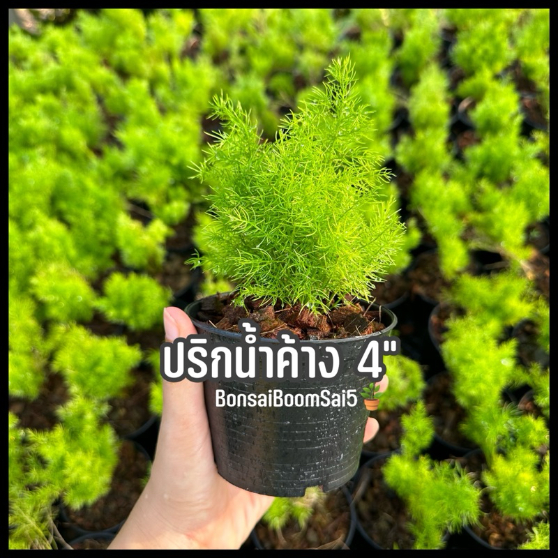 ต้นปริกน้ำค้าง กระถาง4นิ้ว