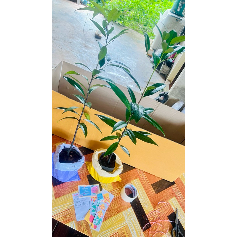 ไม้ขาวดำ ต้นสาวดำ มะพลับทอง (ไม้ป่า) ชำต้นกล้า✅รับประกันของแท้จากจังหวัดสตูล (ไม่รับเก็บเงินปลายทาง) คัดต้นสูงแข็งแรง - รูปที่ 5