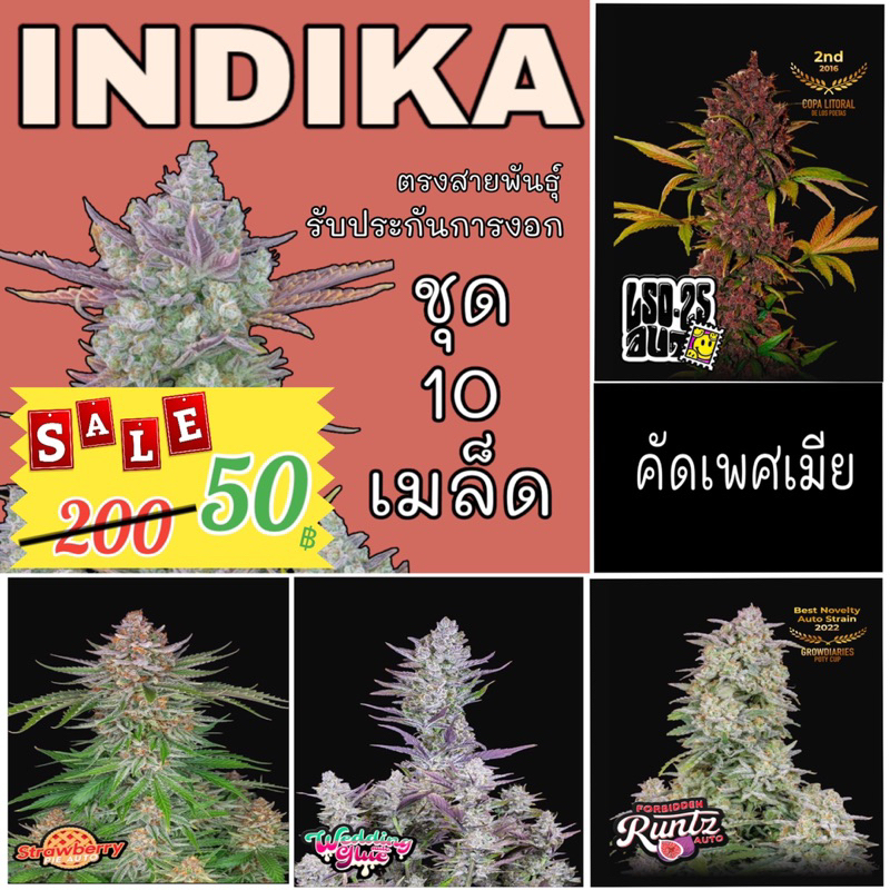 ซุปเปอร์เซลล์ เมล็ดกันชา ตระกลู INDICA ชุดละ 10 เมล็ด ราคาถูกที่สุด ฟรี เร่งราก เร่งโต เร่งผล