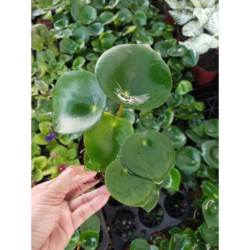 ไม้อวบน้ำเปปเปอร์โรเมีย เรนดรอป pepperomia raindrop